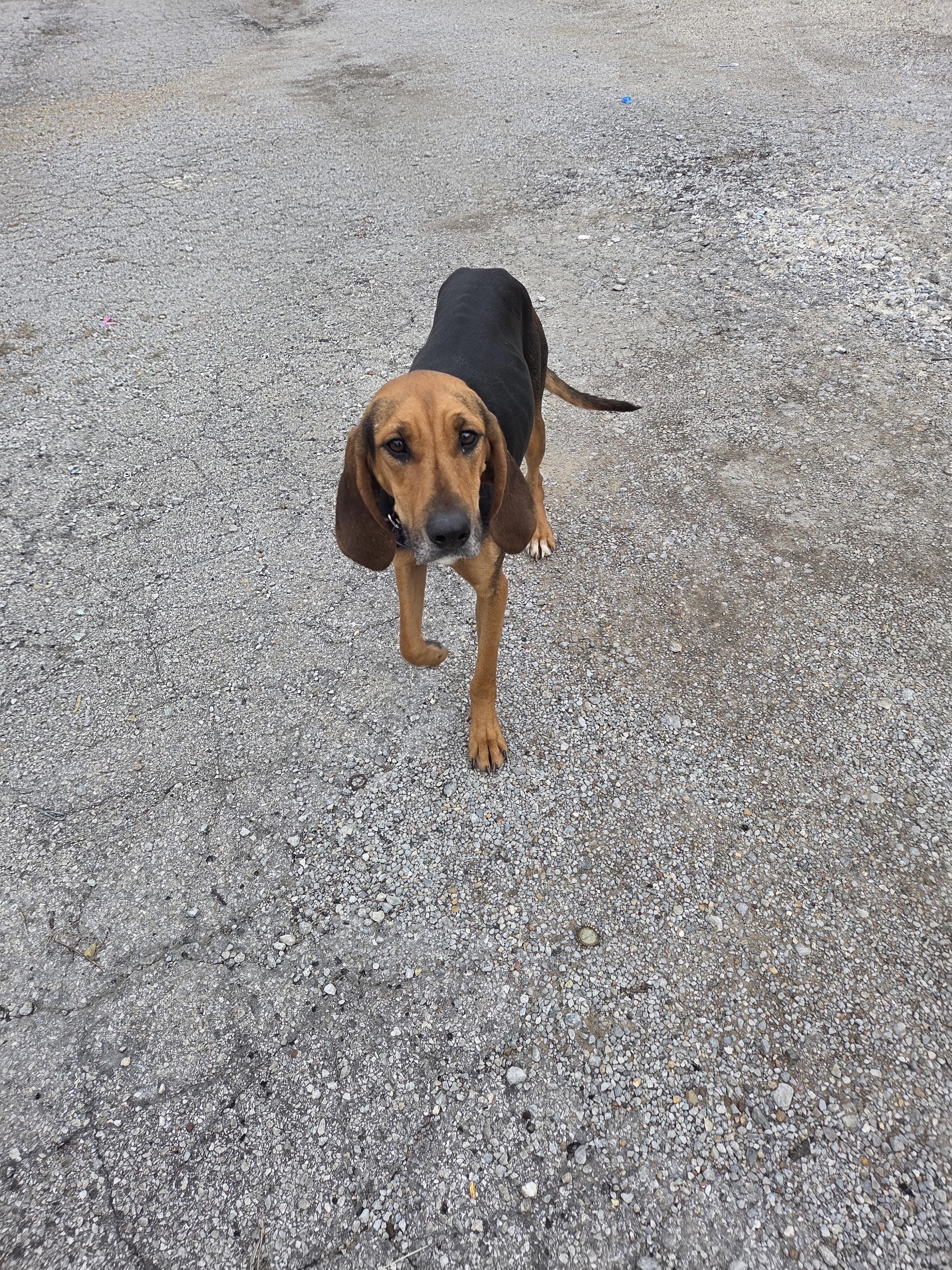 Enlarge Tessa, a Adoptable Black and Tan Coonhound in TULSA, OK image 5/6