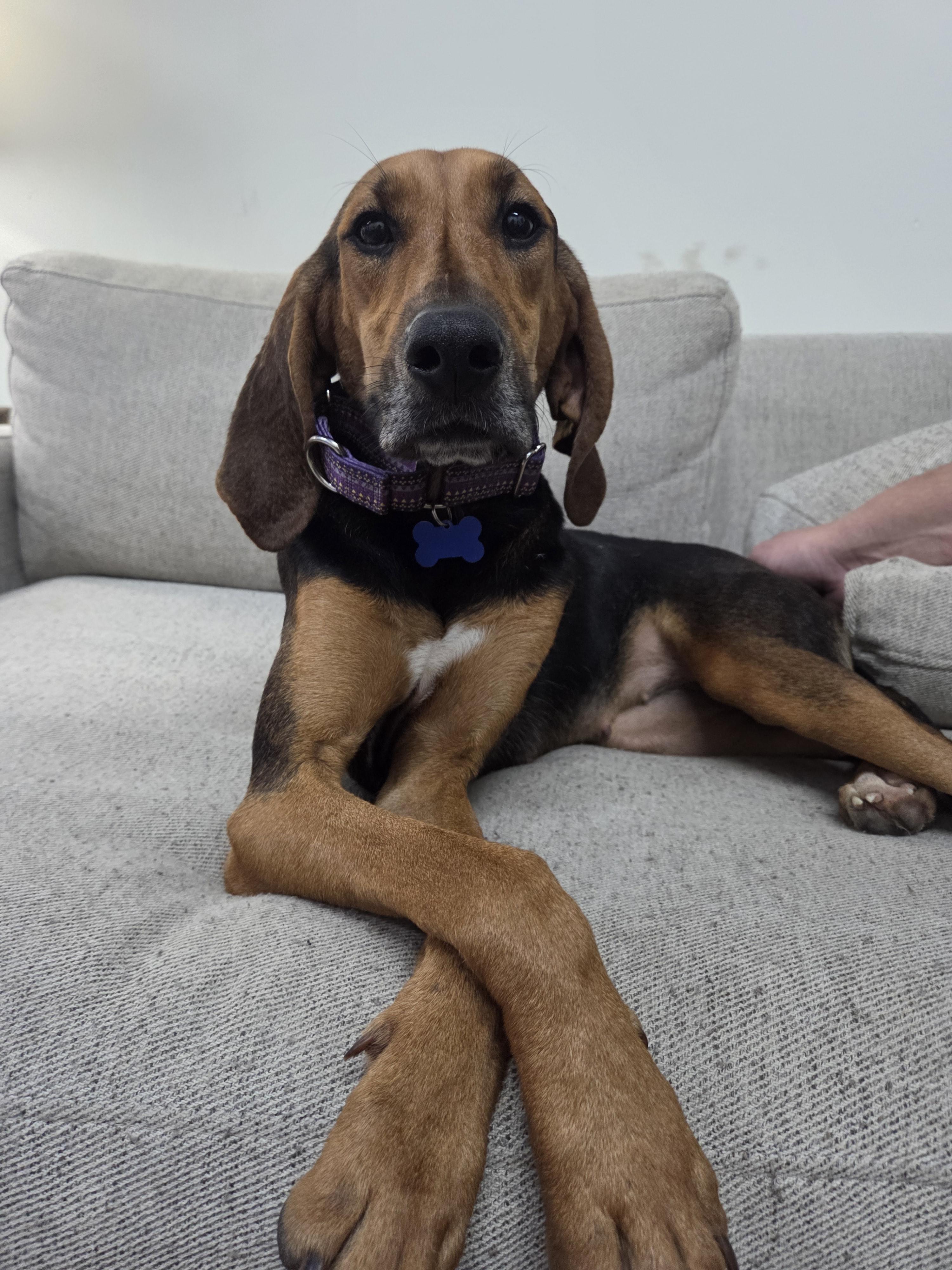 Enlarge Tessa, a Adoptable Black and Tan Coonhound in TULSA, OK image 6/6