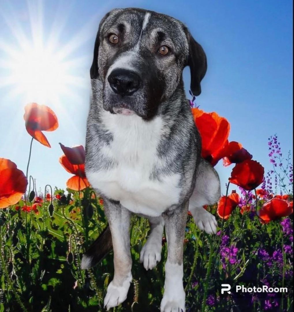 Boone, Adoptable, Young Male Anatolian Shepherd.