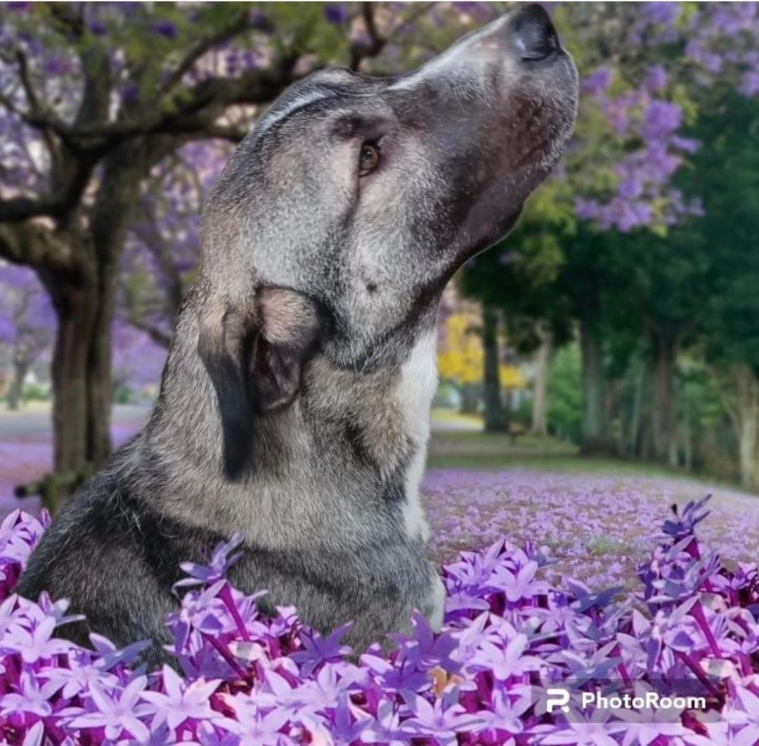 Boone, a Adoptable mixed breed in Templeton , CA image 2/6