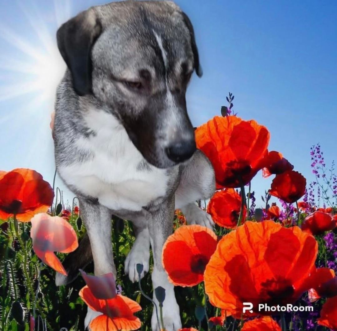 Boone, a Adoptable mixed breed in Templeton , CA image 3/6