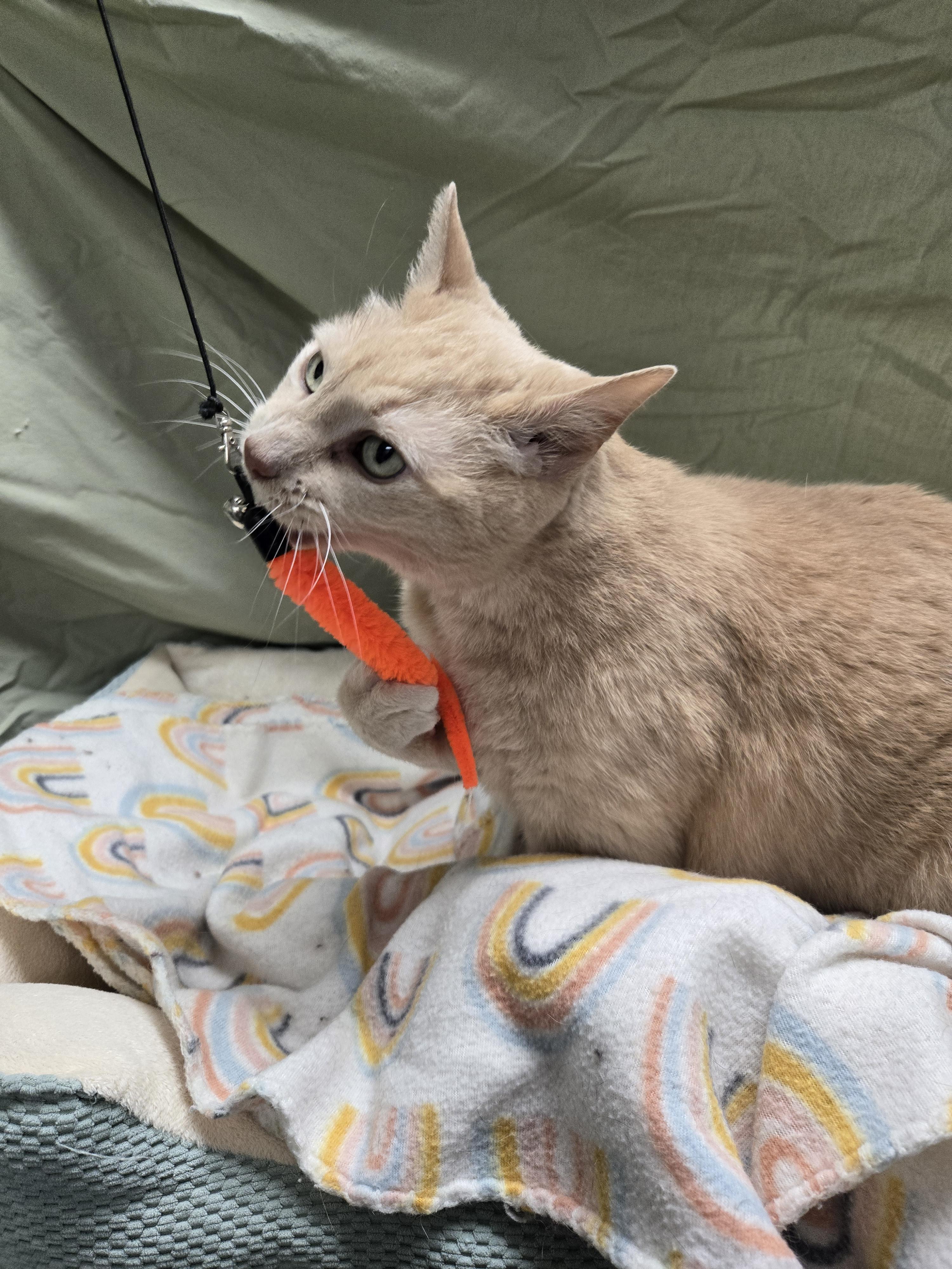 Arlo, an adoptable Domestic Short Hair, Tabby in Richmond, KY, 40476 | Photo Image 4