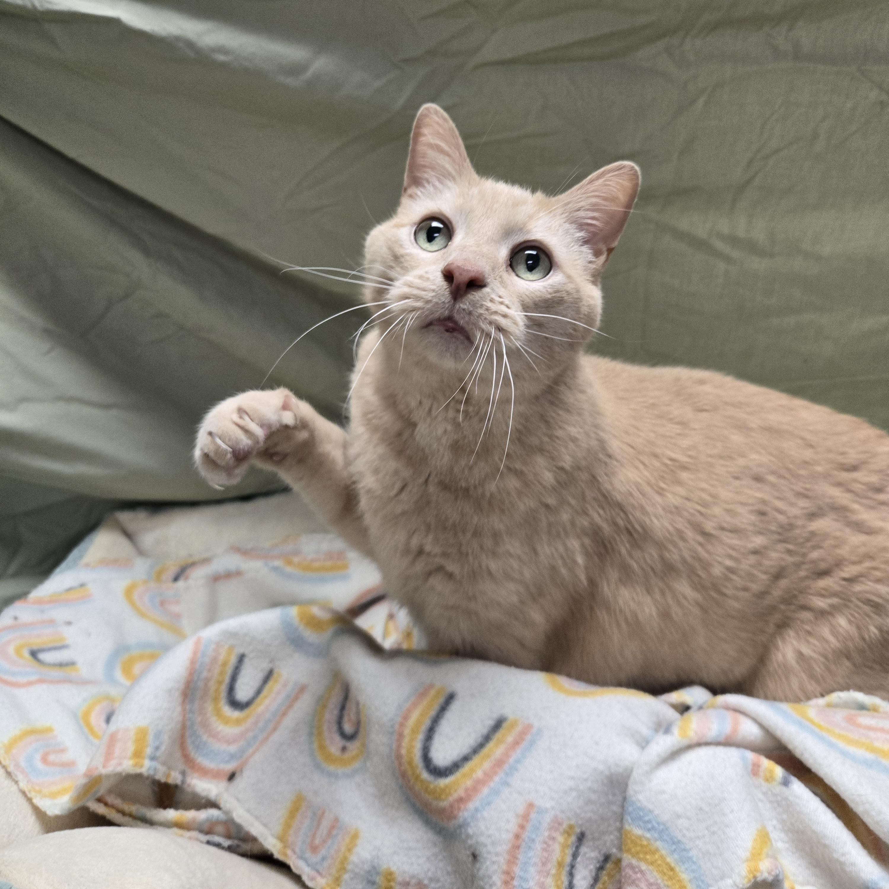 Arlo, an adoptable Domestic Short Hair, Tabby in Richmond, KY, 40476 | Photo Image 1