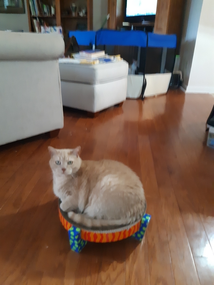 Arlo photo 5