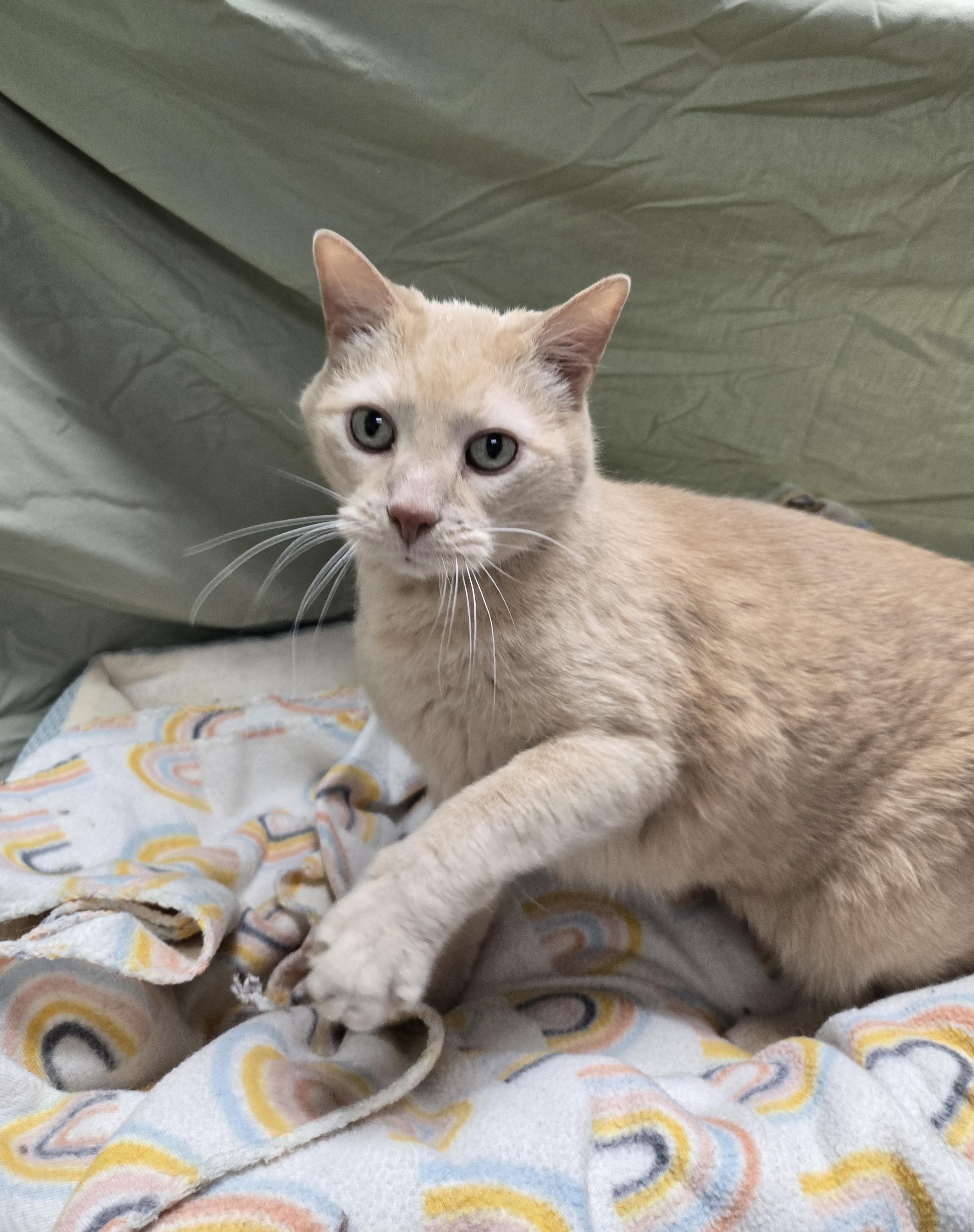 Arlo, an adoptable Domestic Short Hair, Tabby in Richmond, KY, 40476 | Photo Image 5
