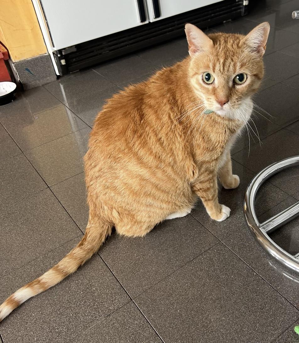 Jerry ( Friendly Ginger)