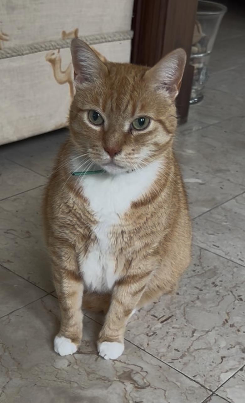 Jerry ( Friendly Ginger)