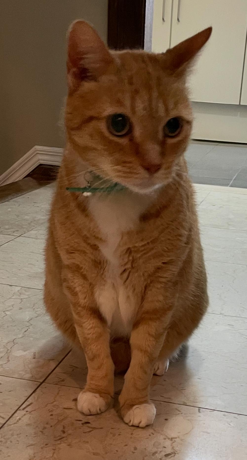 Jerry ( Friendly Ginger)