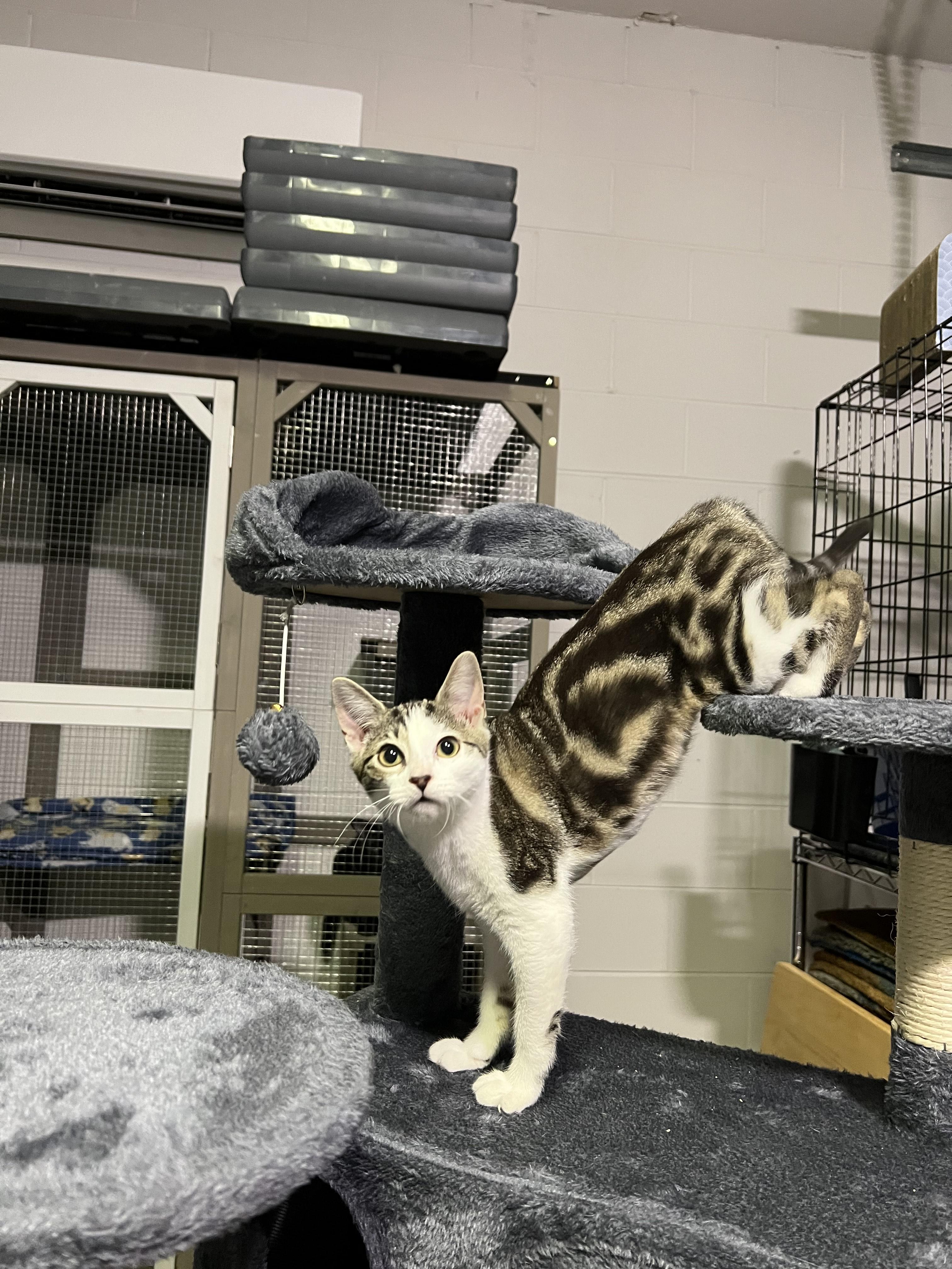 Cora and Rumble BONDED PAIR photo 4