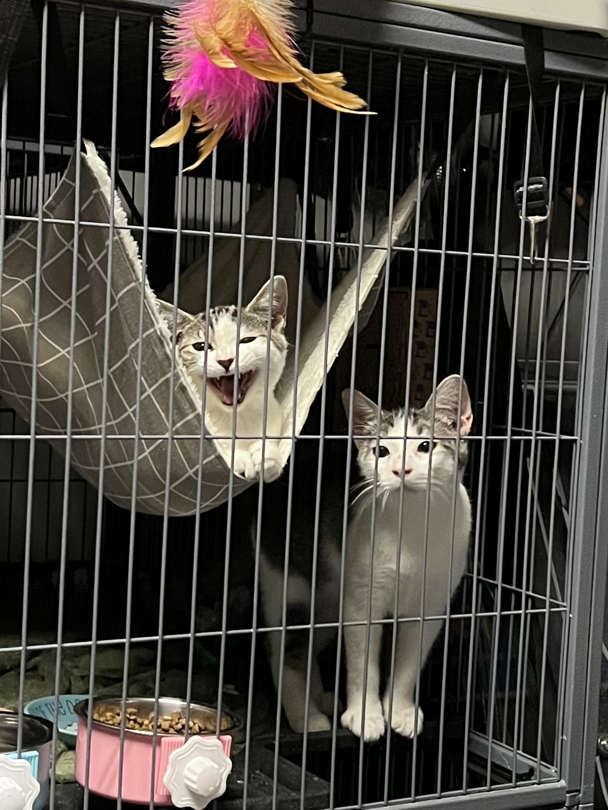 Cora and Rumble BONDED PAIR, Young Male unknown