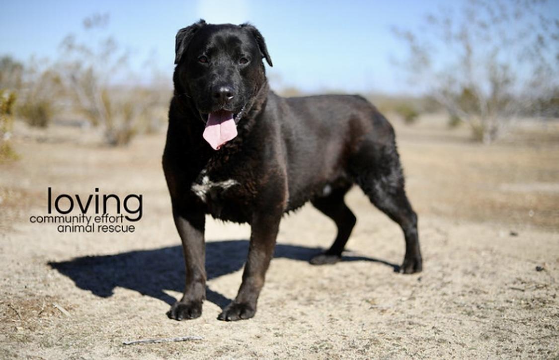 Loving, a Adoptable Rottweiler in Littlerock, CA image 4/6