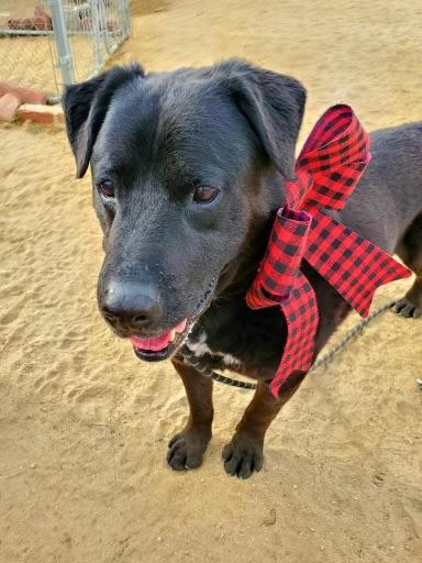 Loving, a Adoptable Rottweiler in Littlerock, CA image 2/6