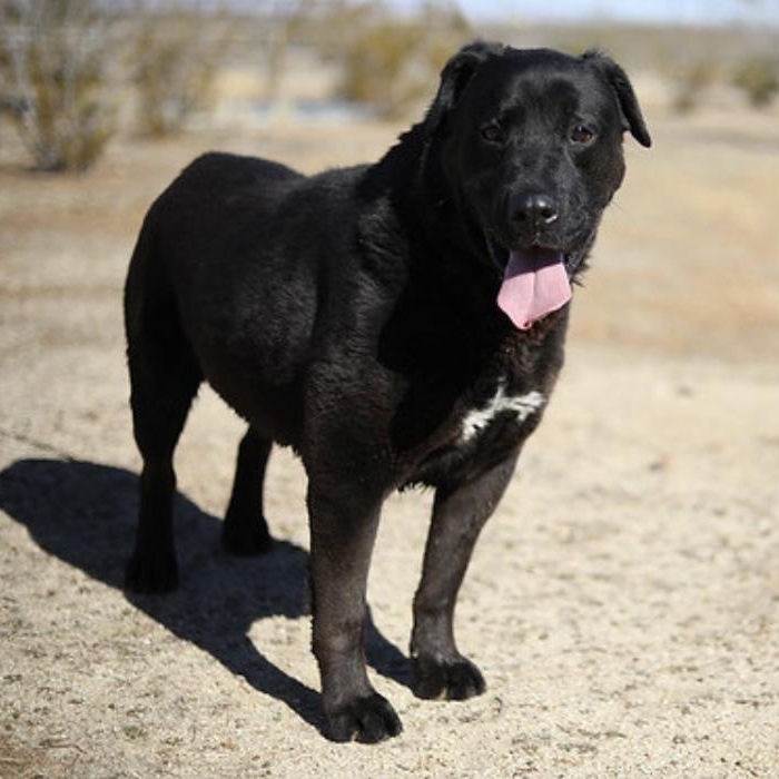 Loving, Adoptable, Senior Male Rottweiler.
