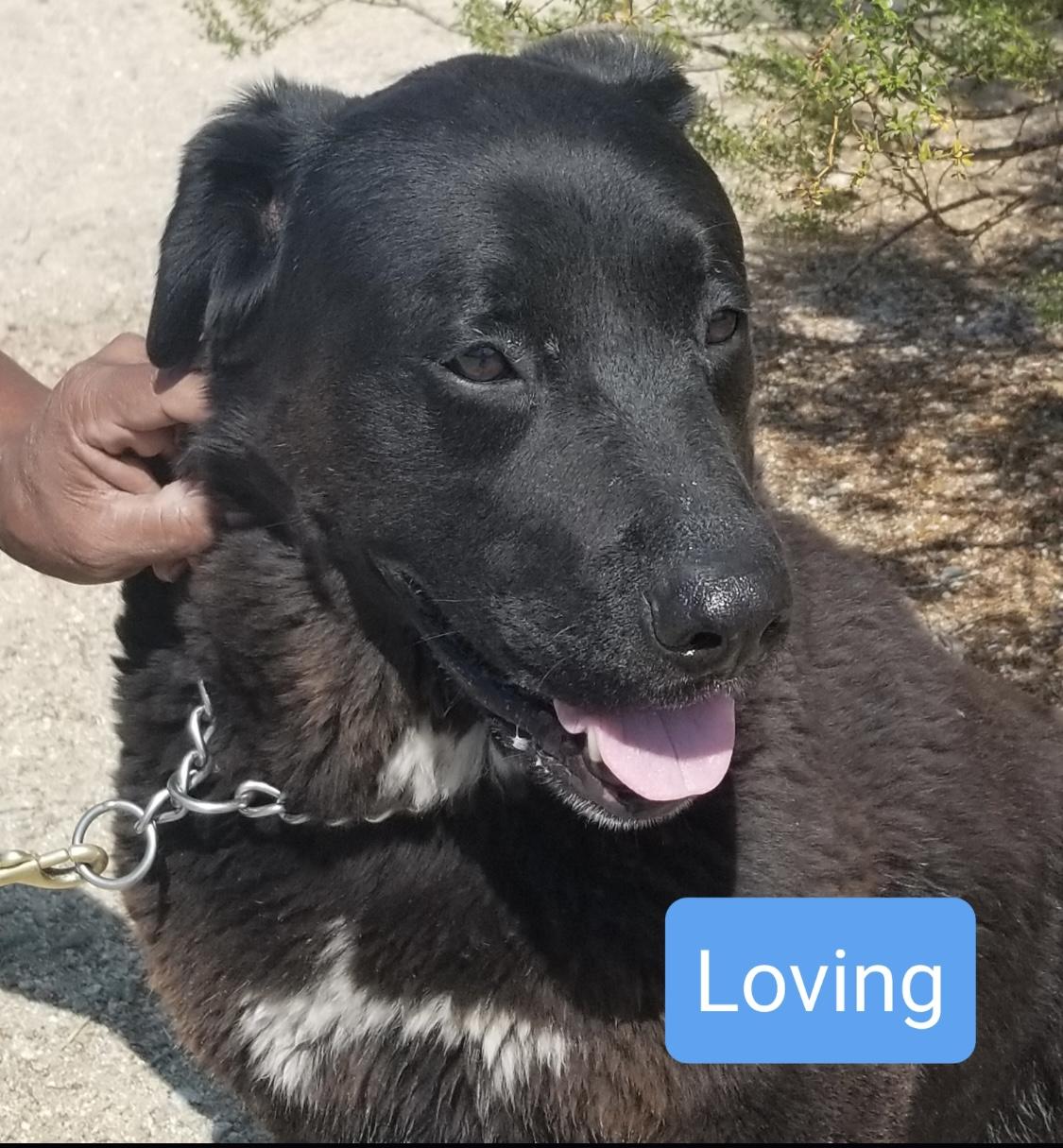 Loving, a Adoptable Rottweiler in Littlerock, CA image 6/6