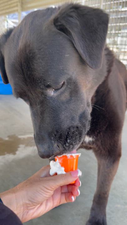 Enlarge Loving, a Adoptable Rottweiler in Littlerock, CA video 5/6