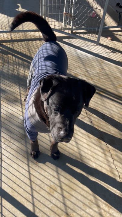 Enlarge Loving, a Adoptable Rottweiler in Littlerock, CA video 3/6