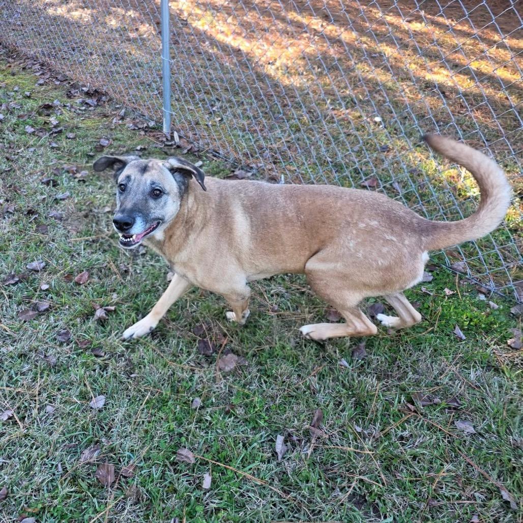ELM 60 (Sadie), Adoptable, Adult Female Mixed Breed.
