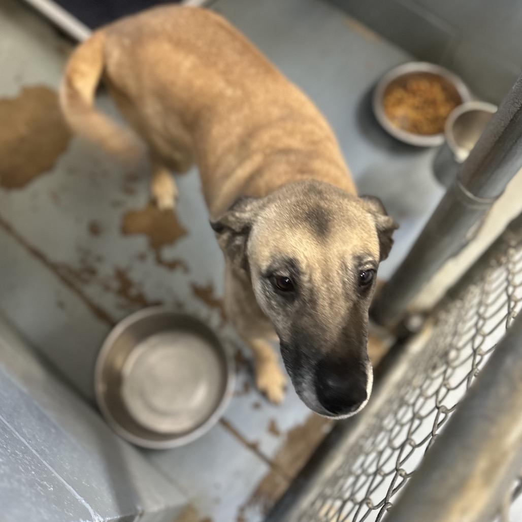 Enlarge ELM 60 (Sadie), a Adoptable Mixed Breed in Gadsden, AL image 2/6