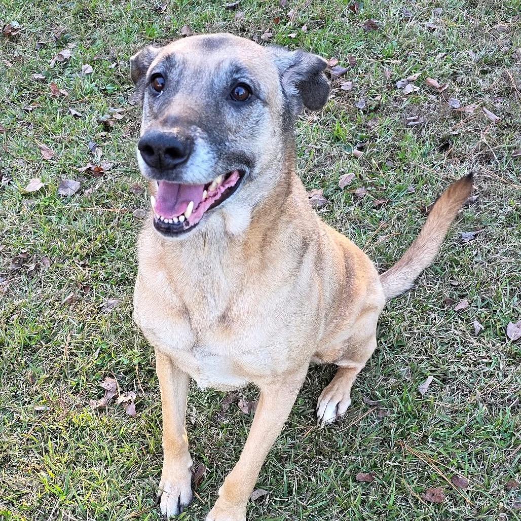Enlarge ELM 60 (Sadie), a Adoptable Mixed Breed in Gadsden, AL image 3/6