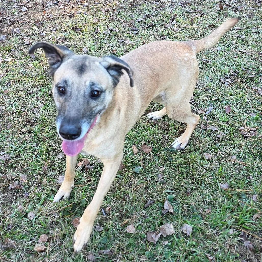 Enlarge ELM 60 (Sadie), a Adoptable Mixed Breed in Gadsden, AL image 4/6