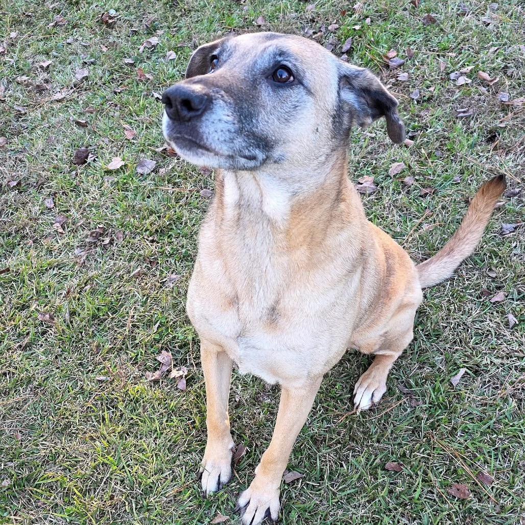 Enlarge ELM 60 (Sadie), a Adoptable Mixed Breed in Gadsden, AL image 6/6