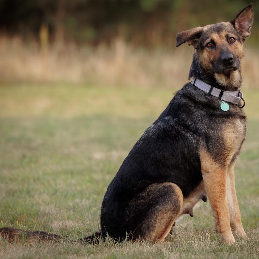 Enlarge Carlotta, a Adoptable mixed breed in Princeton, MN image 4/6
