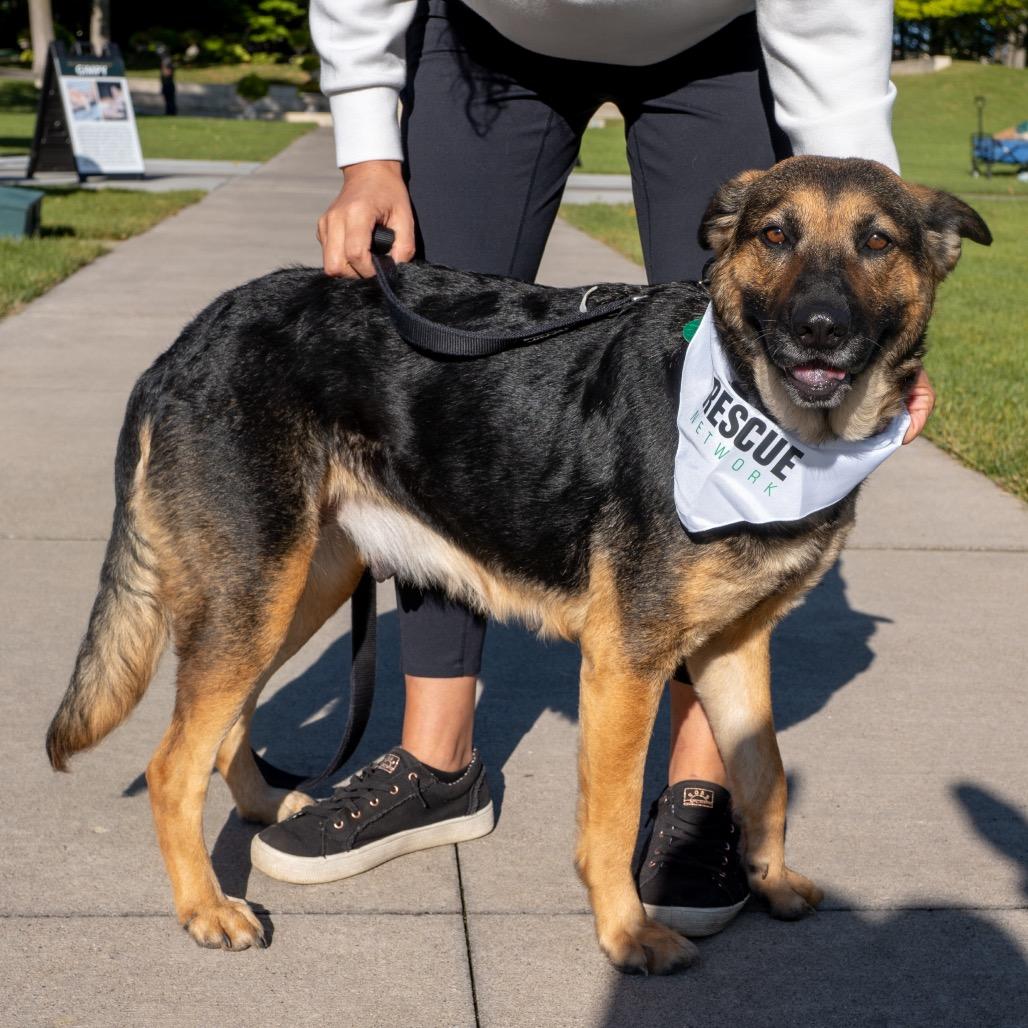 Enlarge Carlotta, a Adoptable mixed breed in Princeton, MN image 1/6