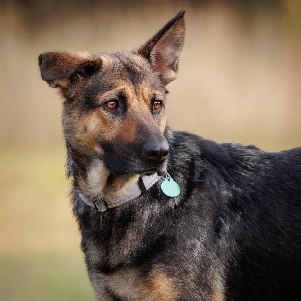 Carlotta, Adoptable, Adult Female German Shepherd Dog & Mixed Breed.