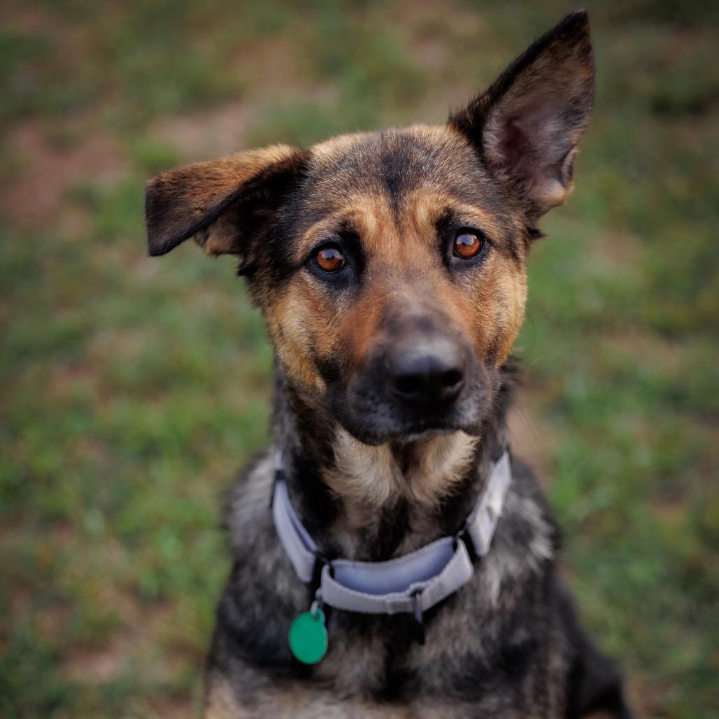 Enlarge Carlotta, a Adoptable mixed breed in Princeton, MN image 3/6