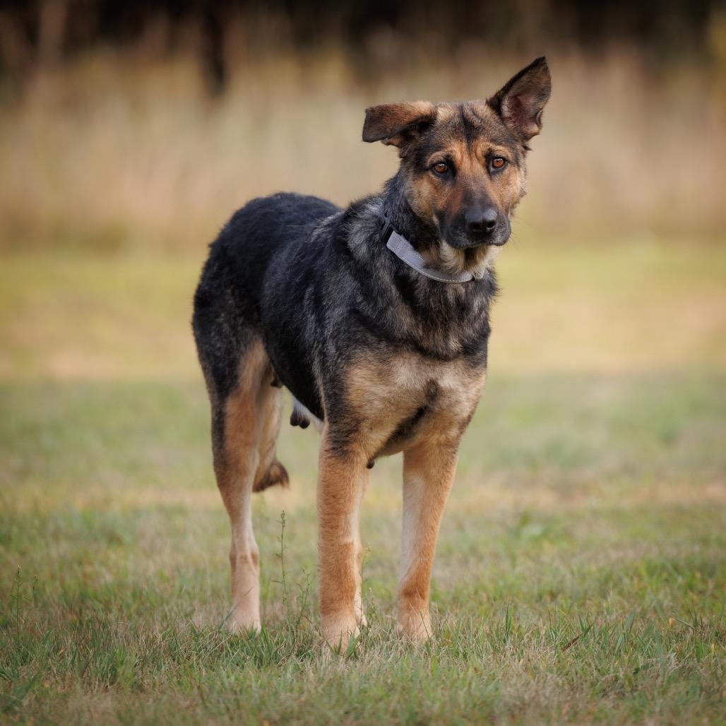 Enlarge Carlotta, a Adoptable mixed breed in Princeton, MN image 6/6