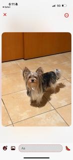 Nayib, a ADOPTABLE Yorkshire Terrier in Lebanon, NJ image 4/4