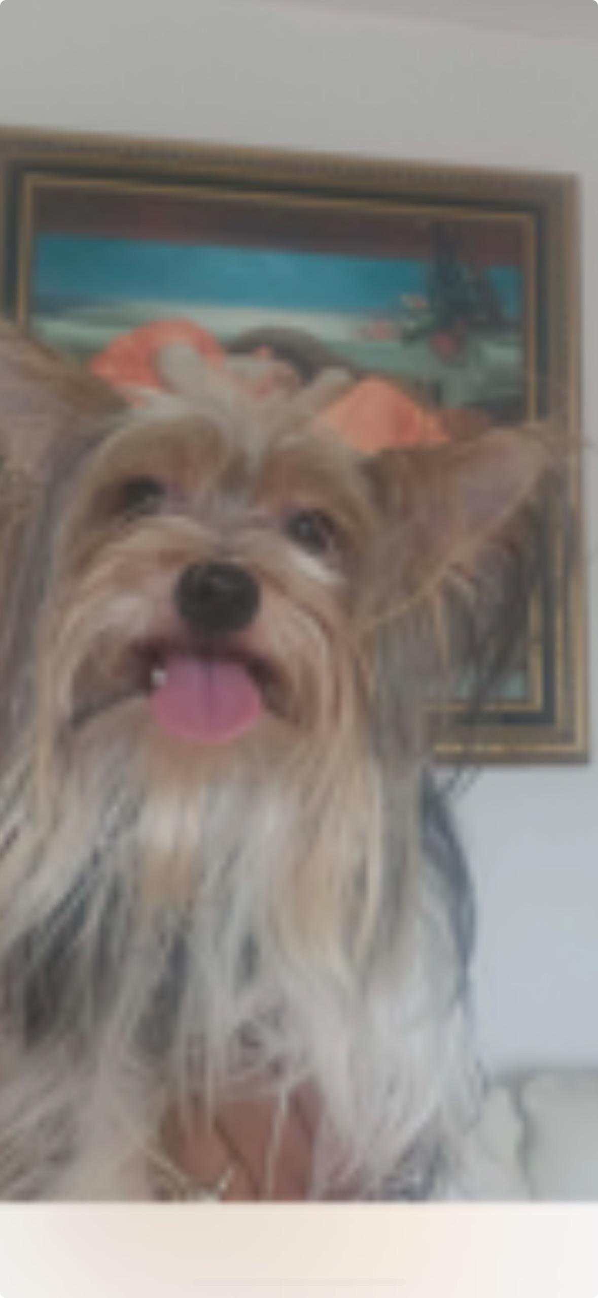 Nayib, a ADOPTABLE Yorkshire Terrier in Lebanon, NJ image 3/4