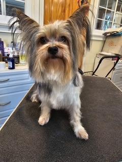 Nayib, a ADOPTABLE Yorkshire Terrier in Lebanon, NJ image 1/4