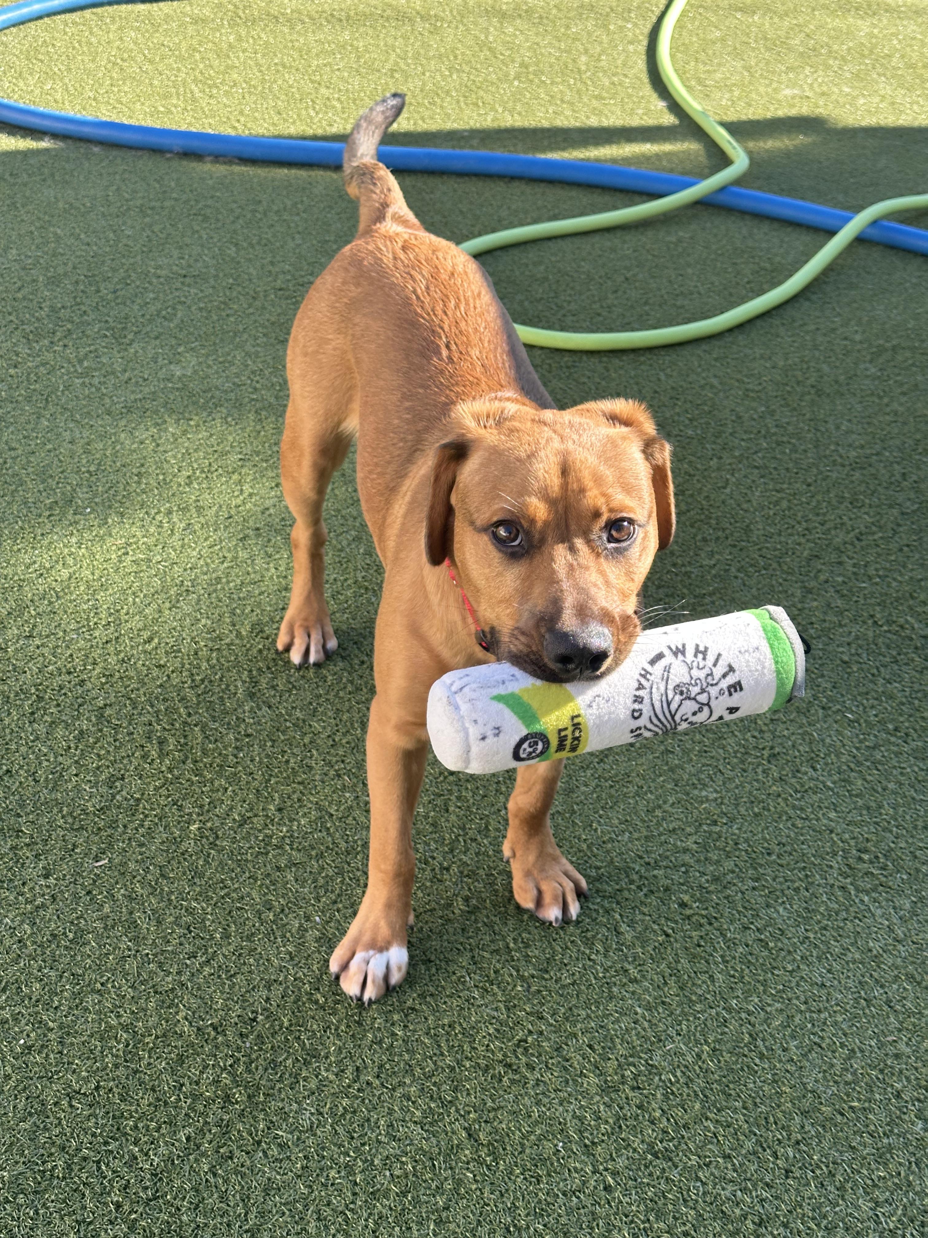 Cashew, a ADOPTABLE Mixed Breed in Fresh Meadows, NY image 5/6