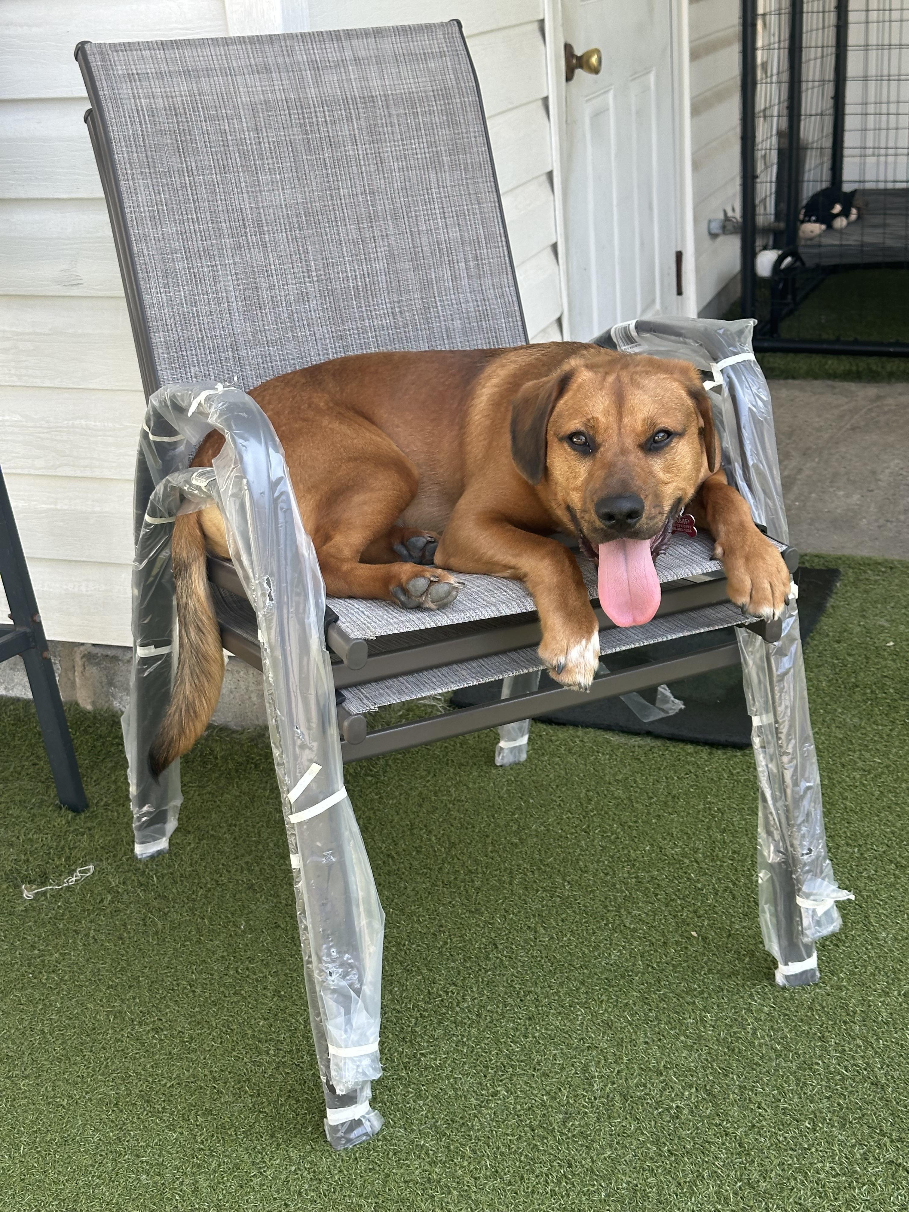 Cashew, a ADOPTABLE Mixed Breed in Fresh Meadows, NY image 4/6