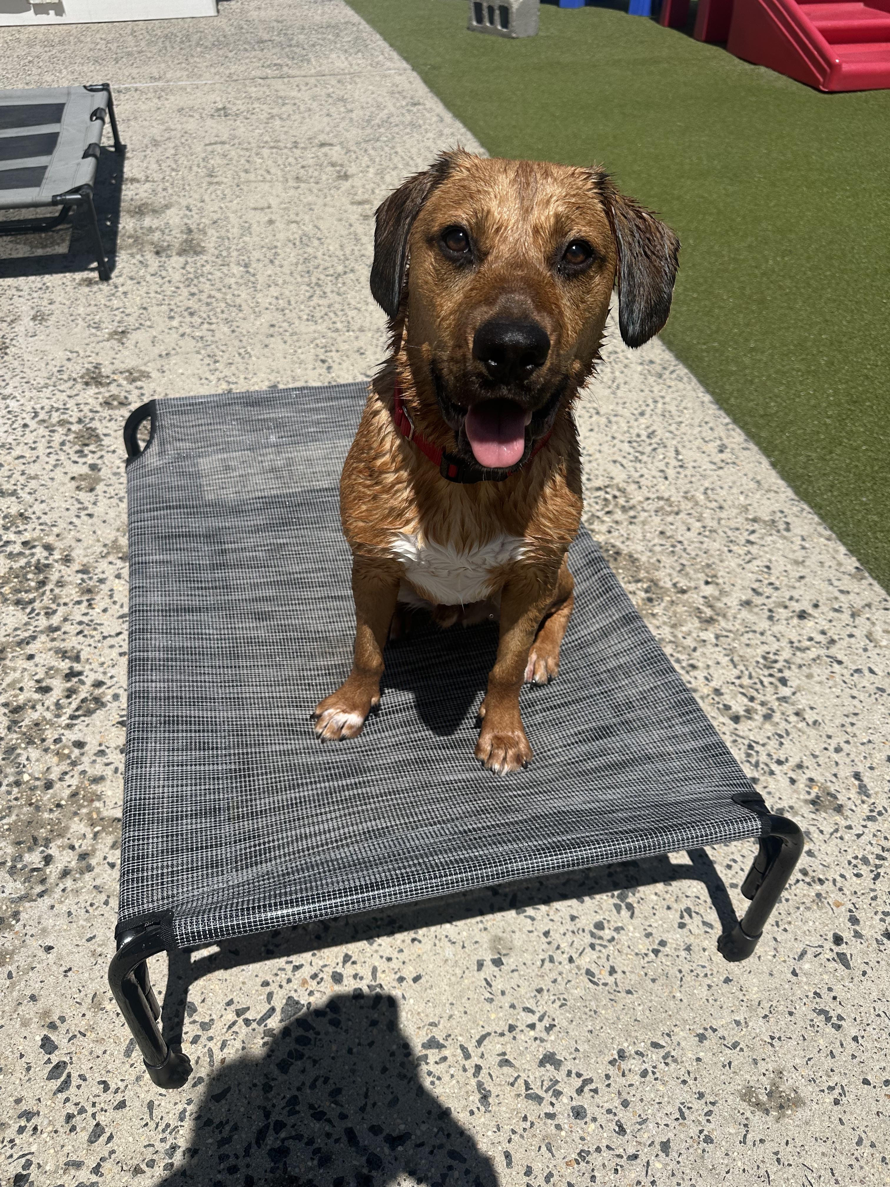 Cashew, a ADOPTABLE Mixed Breed in Fresh Meadows, NY image 2/6