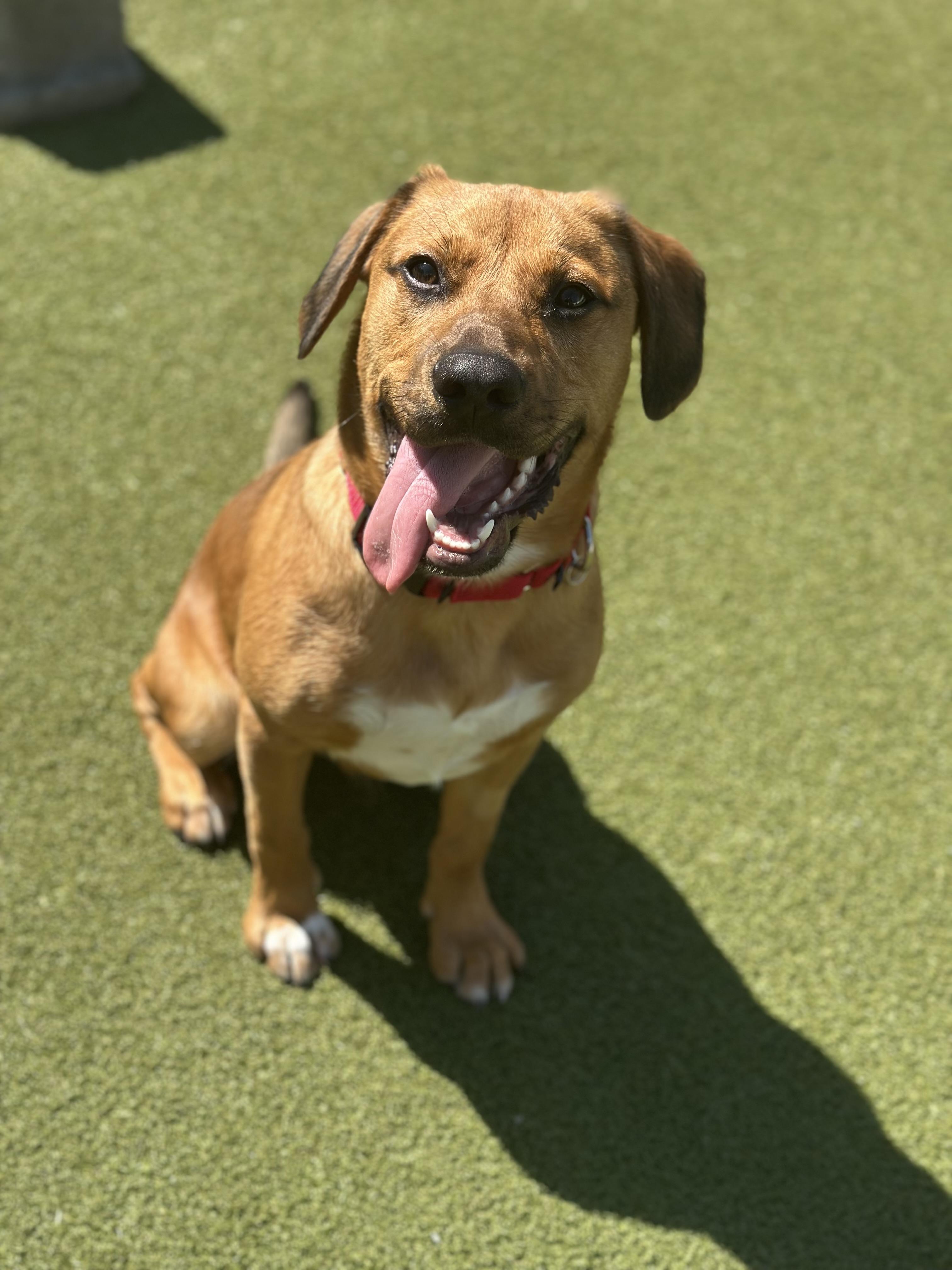 Cashew, ADOPTABLE, Young Male Mixed Breed.