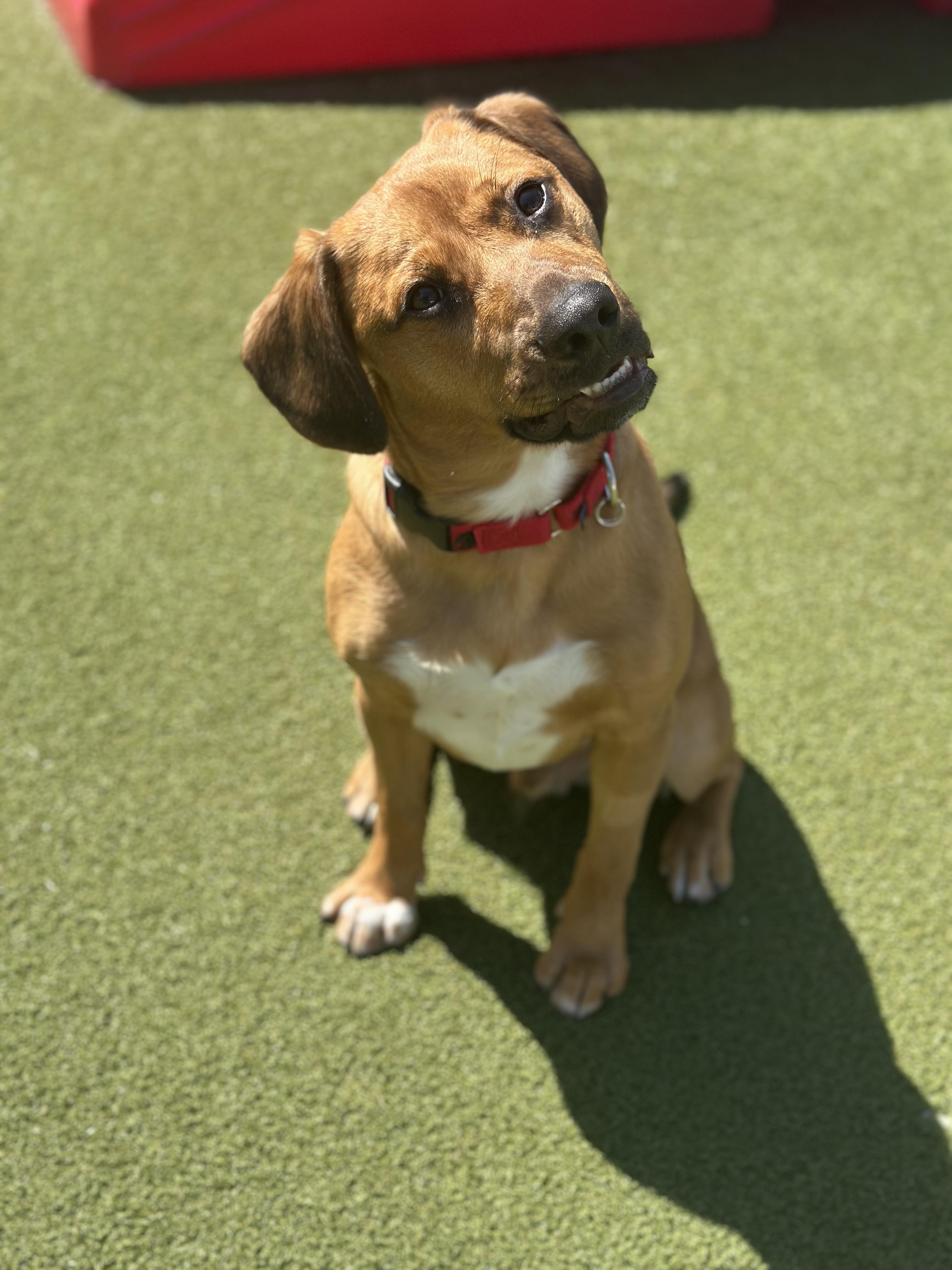 Cashew, a ADOPTABLE Mixed Breed in Fresh Meadows, NY image 6/6