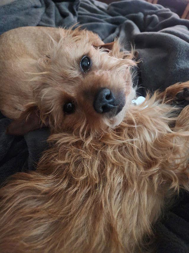 Wesley, Adoptable, Adult Male Yorkshire Terrier.