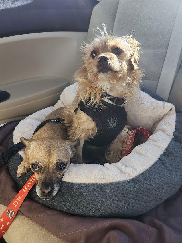 Wesley, a Adoptable Yorkshire Terrier in San Francisco, CA image 3/3