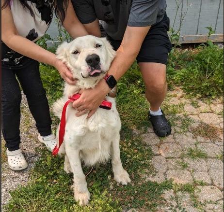 Enlarge Charlie, a Adoptable mixed breed in Indianapolis, IN image 3/4