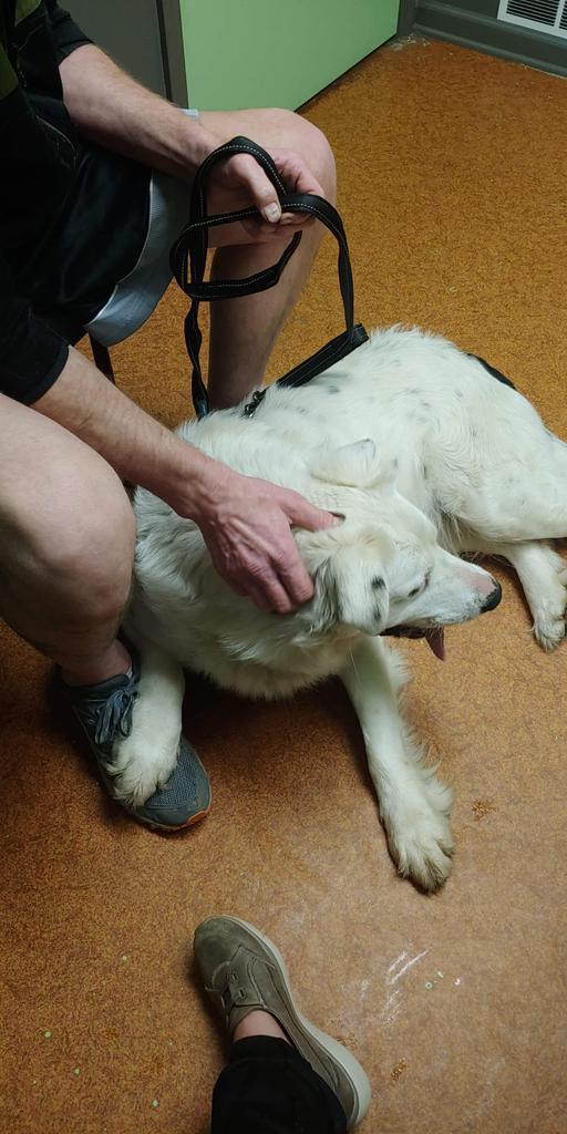 Charlie, Adoptable, Adult Male Great Pyrenees & Border Collie.