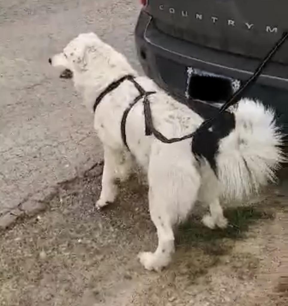 Charlie, a Adoptable mixed breed in Indianapolis, IN image 2/4