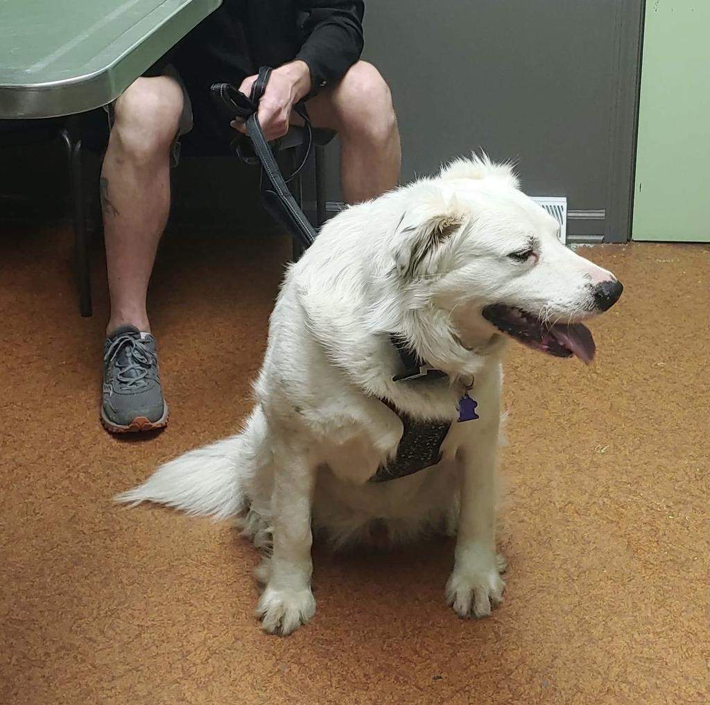 Charlie, a Adoptable mixed breed in Indianapolis, IN image 4/4