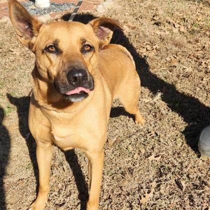Austin, Adoptable, Adult Male Shepherd & Mixed Breed.