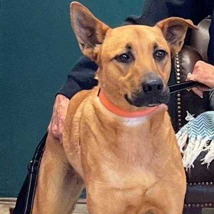 Austin, a Adoptable mixed breed in Tyler, TX image 2/4