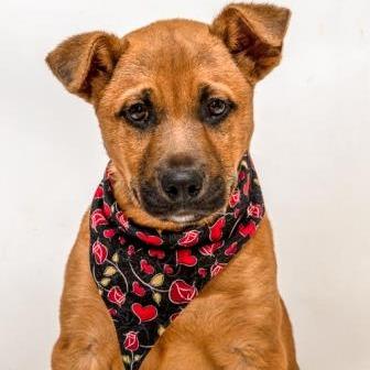 Austin, a Adoptable mixed breed in Tyler, TX image 3/4