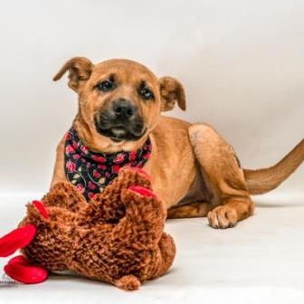 Austin, a Adoptable mixed breed in Tyler, TX image 4/4