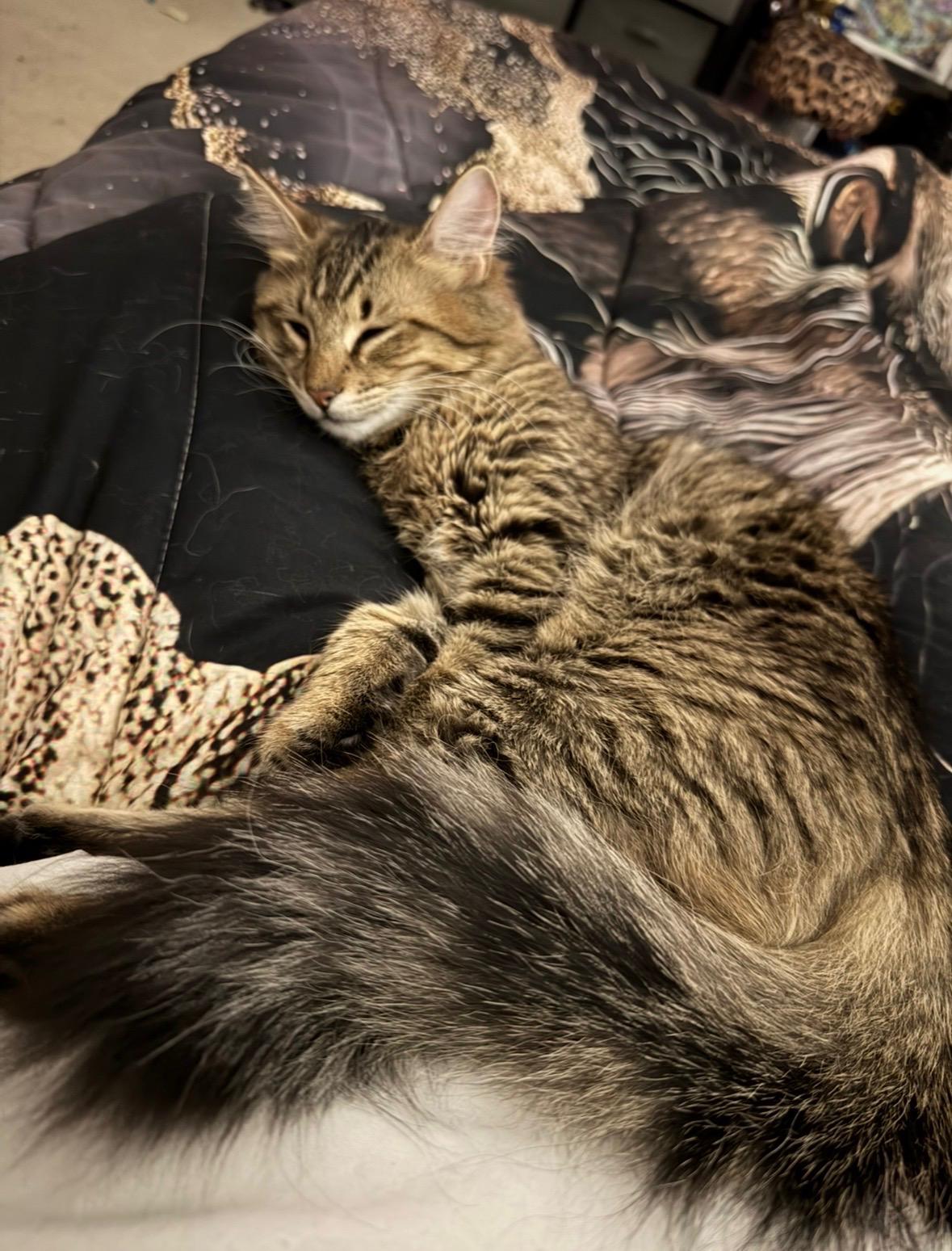 Enlarge Wednesday, an adoptable Domestic Medium Hair in Davis, CA image 5/5