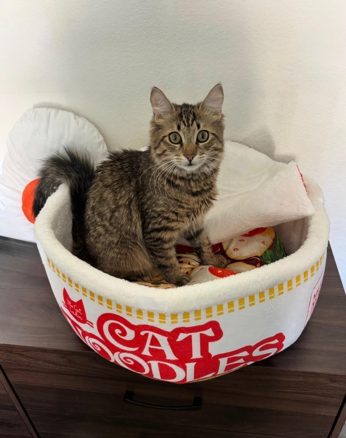 Enlarge Wednesday, an adoptable Domestic Medium Hair in Davis, CA image 2/5